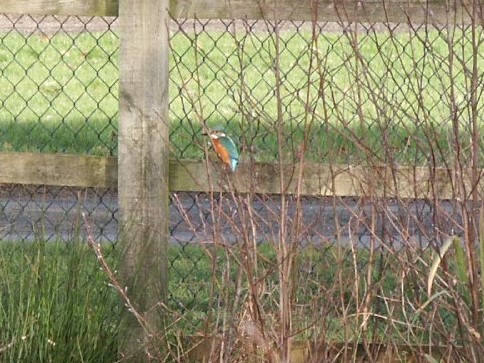 A kingfisher by the village pond, January 4th